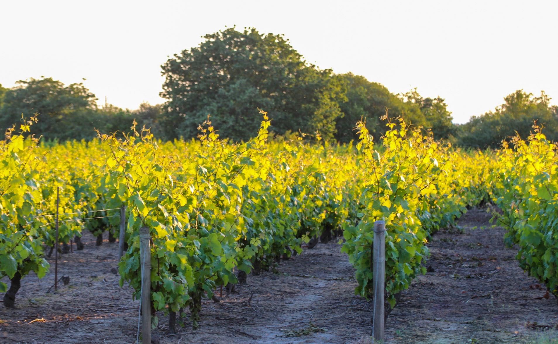 Vignes de Gaël CROCHET, vigneron à Brem-sur-Mer