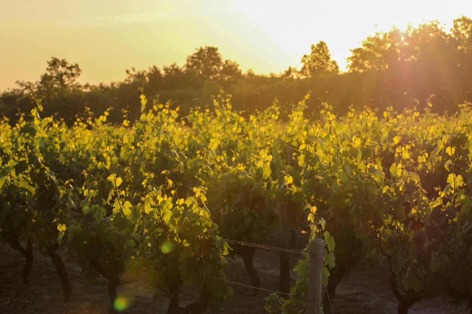 Vignes de Gaël CROCHET, vigneron à Brem-sur-Mer