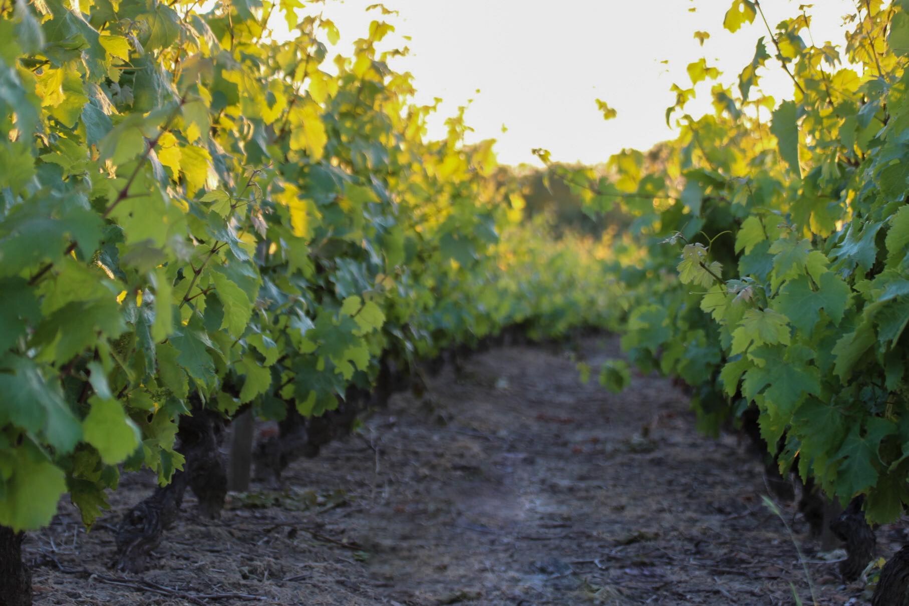 Vignes de Gaël CROCHET, vigneron à Brem-sur-Mer