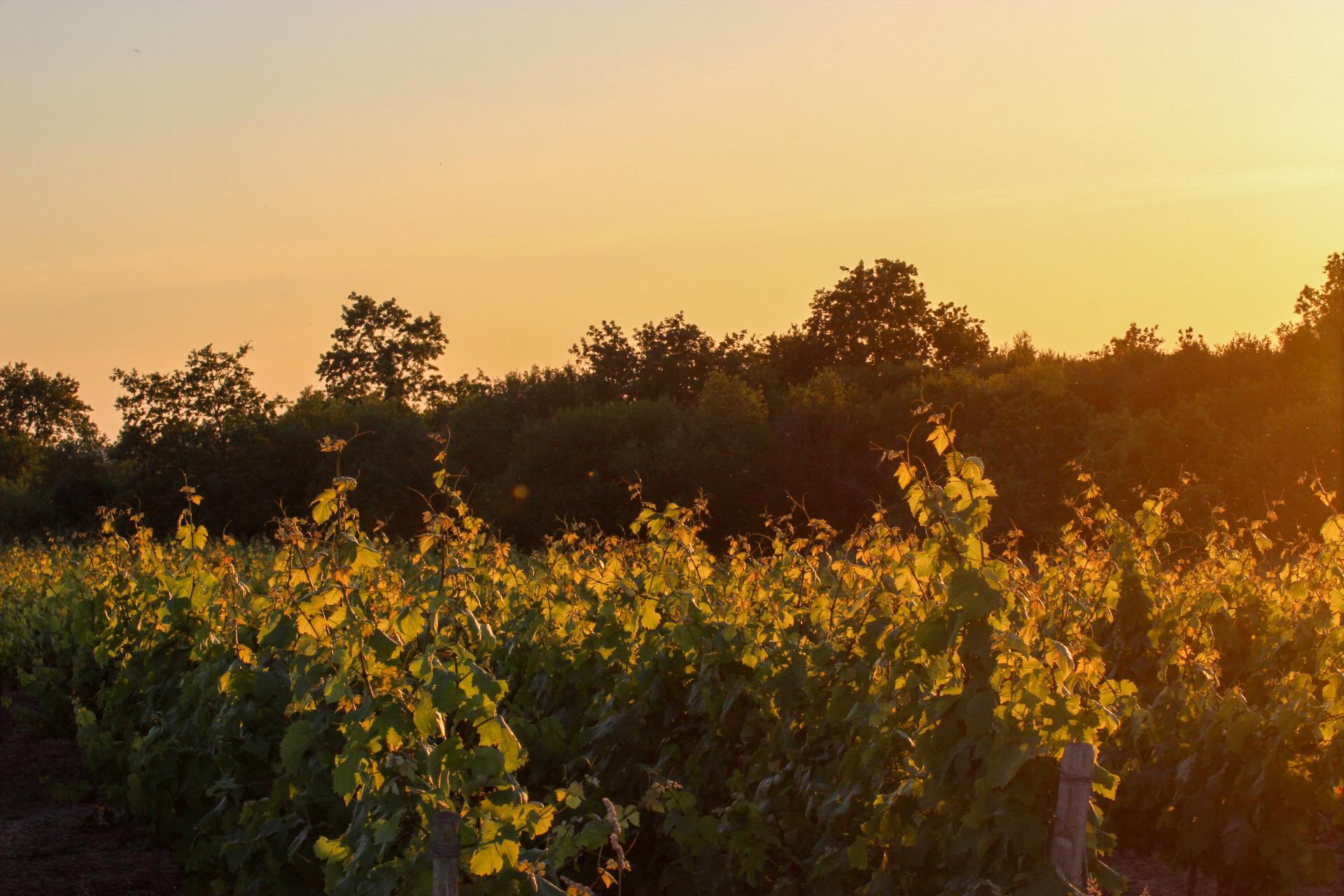 Vignes de Gaël CROCHET, vigneron à Brem-sur-Mer